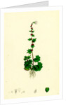 Saxifraga Cernua Drooping Alpine Saxifrage by Anonymous