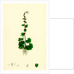 Saxifraga Cernua Drooping Alpine Saxifrage by Anonymous