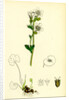 Saxifraga Granulata White Meadow Saxifrage by Anonymous