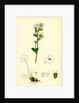 Saxifraga Granulata White Meadow Saxifrage by Anonymous
