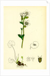 Saxifraga Granulata White Meadow Saxifrage by Anonymous