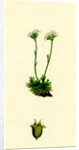 Saxifraga Caespitosa Tufted Saxifrage-- by Anonymous