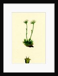 Saxifraga Caespitosa Tufted Saxifrage-- by Anonymous