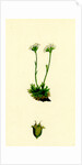 Saxifraga Caespitosa Tufted Saxifrage-- by Anonymous