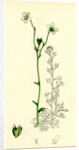 Saxifraga Hirta Var. Genuina Irish Mossy Saxifrage Var. A. by Anonymous