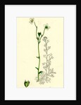 Saxifraga Hirta Var. Genuina Irish Mossy Saxifrage Var. A. by Anonymous