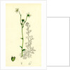 Saxifraga Hirta Var. Genuina Irish Mossy Saxifrage Var. A. by Anonymous
