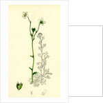 Saxifraga Hirta Var. Genuina Irish Mossy Saxifrage Var. A. by Anonymous