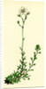 Saxifraga Eu-Hypnoides Var. Platypetala Mossy Saxifrage Var. A. by Anonymous