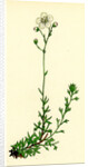 Saxifraga Eu-Hypnoides Var. Platypetala Mossy Saxifrage Var. A. by Anonymous