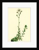 Saxifraga Eu-Hypnoides Var. Platypetala Mossy Saxifrage Var. A. by Anonymous