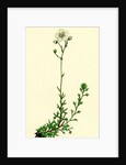 Saxifraga Eu-Hypnoides Var. Platypetala Mossy Saxifrage Var. A. by Anonymous