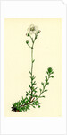 Saxifraga Eu-Hypnoides Var. Platypetala Mossy Saxifrage Var. A. by Anonymous