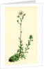 Saxifraga Eu-Hypnoides Var. Platypetala Mossy Saxifrage Var. A. by Anonymous