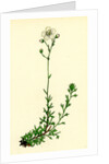 Saxifraga Eu-Hypnoides Var. Platypetala Mossy Saxifrage Var. A. by Anonymous