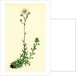 Saxifraga Eu-Hypnoides Var. Platypetala Mossy Saxifrage Var. A. by Anonymous