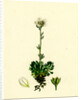 Saxifraga Hirta Var. Incurvifolia Irish Mossy Saxifrage Var. B. by Anonymous