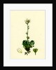 Saxifraga Hirta Var. Incurvifolia Irish Mossy Saxifrage Var. B. by Anonymous
