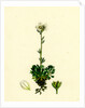 Saxifraga Hirta Var. Incurvifolia Irish Mossy Saxifrage Var. B. by Anonymous