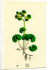 Chrysosplenium Alternifolium Alternate-Leaved Golden-Saxifrage by Anonymous