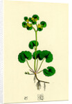 Chrysosplenium Alternifolium Alternate-Leaved Golden-Saxifrage by Anonymous