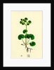 Chrysosplenium Alternifolium Alternate-Leaved Golden-Saxifrage by Anonymous