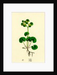 Chrysosplenium Alternifolium Alternate-Leaved Golden-Saxifrage by Anonymous
