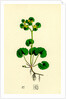Chrysosplenium Alternifolium Alternate-Leaved Golden-Saxifrage by Anonymous