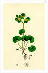 Chrysosplenium Alternifolium Alternate-Leaved Golden-Saxifrage by Anonymous