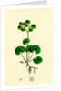Chrysosplenium Alternifolium Alternate-Leaved Golden-Saxifrage by Anonymous