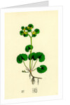 Chrysosplenium Alternifolium Alternate-Leaved Golden-Saxifrage by Anonymous