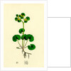 Chrysosplenium Alternifolium Alternate-Leaved Golden-Saxifrage by Anonymous