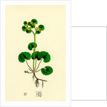 Chrysosplenium Alternifolium Alternate-Leaved Golden-Saxifrage by Anonymous