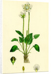 Parnassia Palustris Grass-of-Parnassus by Anonymous