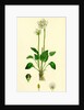 Parnassia Palustris Grass-of-Parnassus by Anonymous