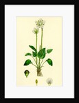 Parnassia Palustris Grass-of-Parnassus by Anonymous