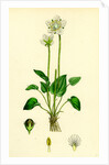 Parnassia Palustris Grass-of-Parnassus by Anonymous