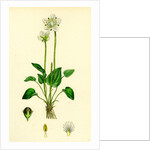 Parnassia Palustris Grass-of-Parnassus by Anonymous