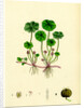 Hydrocotyle Vulgaris Marsh Pennywort by Anonymous