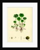 Hydrocotyle Vulgaris Marsh Pennywort by Anonymous