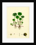 Hydrocotyle Vulgaris Marsh Pennywort by Anonymous