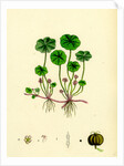 Hydrocotyle Vulgaris Marsh Pennywort by Anonymous