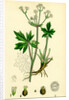 Sanicula Europaea Wood Sanicle by Anonymous