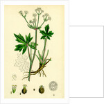 Sanicula Europaea Wood Sanicle by Anonymous