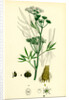 Cicuta Virosa Water Hemlock by Anonymous