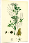 Cicuta Virosa Water Hemlock by Anonymous