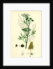 Cicuta Virosa Water Hemlock by Anonymous