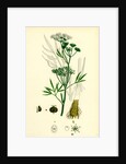 Cicuta Virosa Water Hemlock by Anonymous