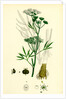 Cicuta Virosa Water Hemlock by Anonymous