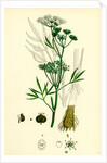 Cicuta Virosa Water Hemlock by Anonymous